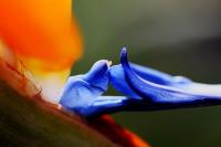 Bird of Paradise�